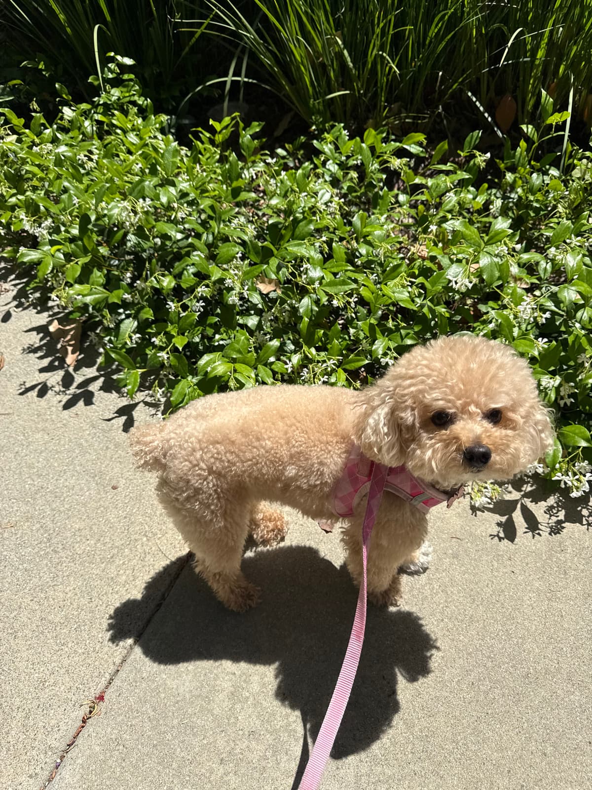 Apricot poodle with pink harness on a walk