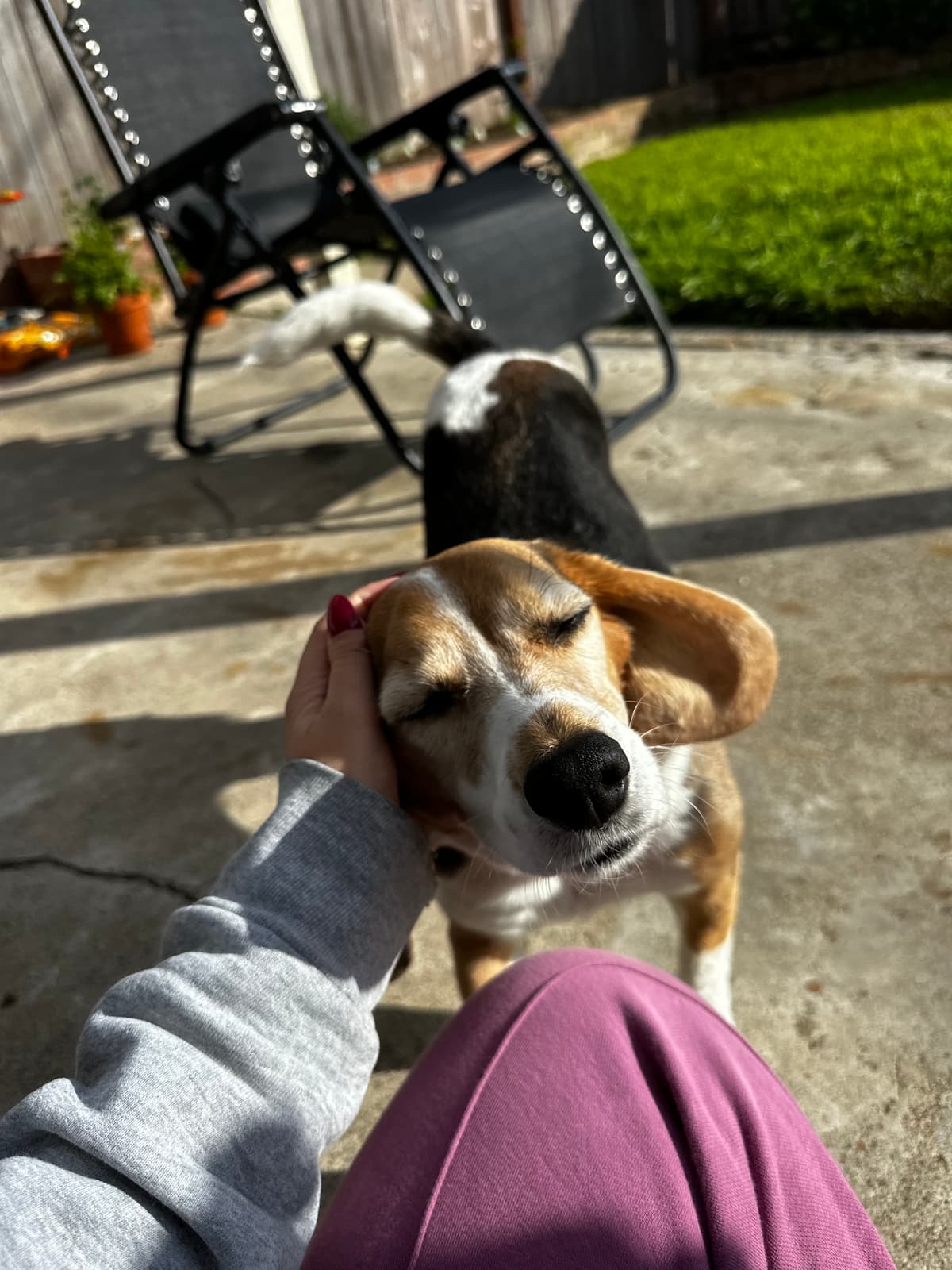 Beagle getting chin scratches