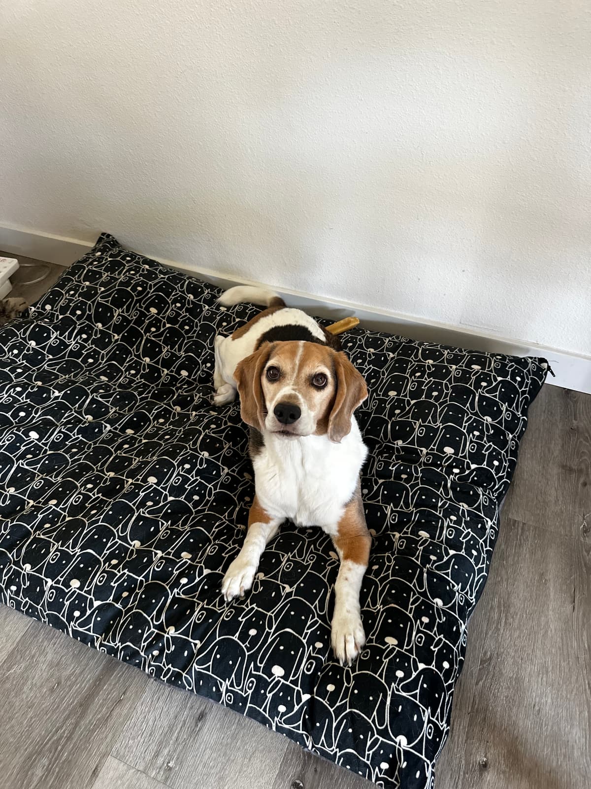 Beagle mix cozy on a dog bed