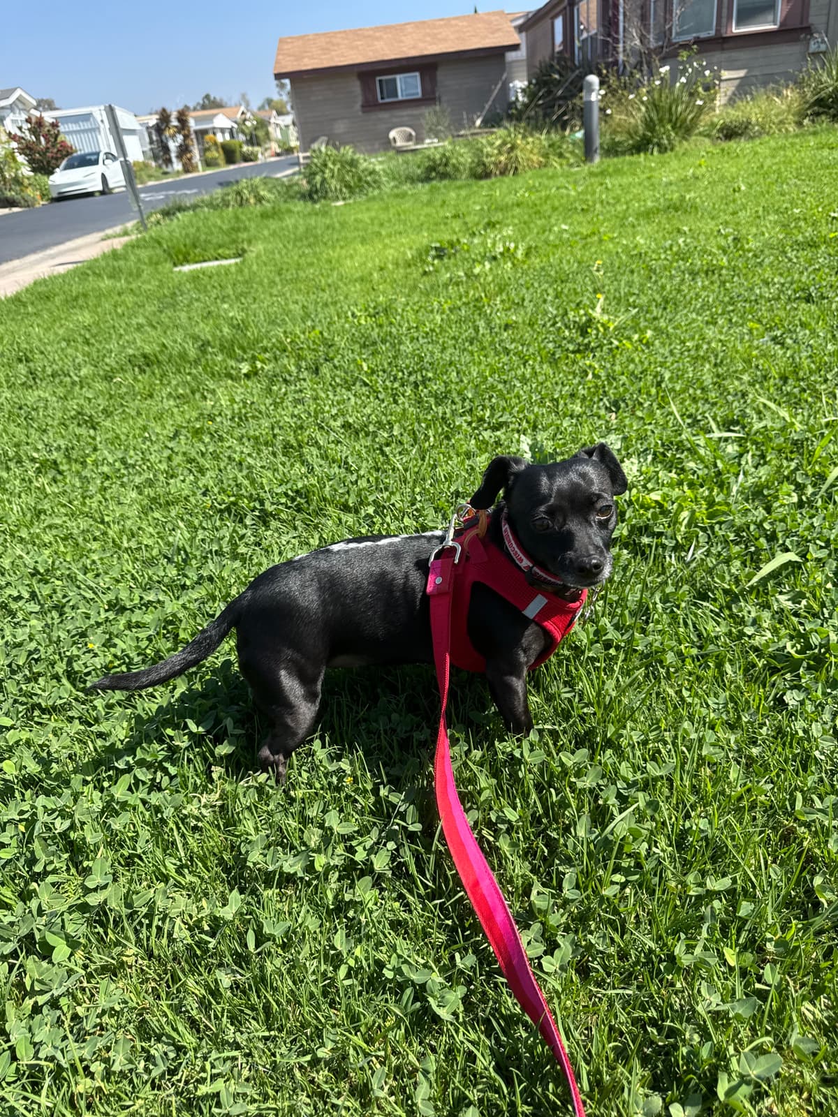Black dog with red harness in the park
