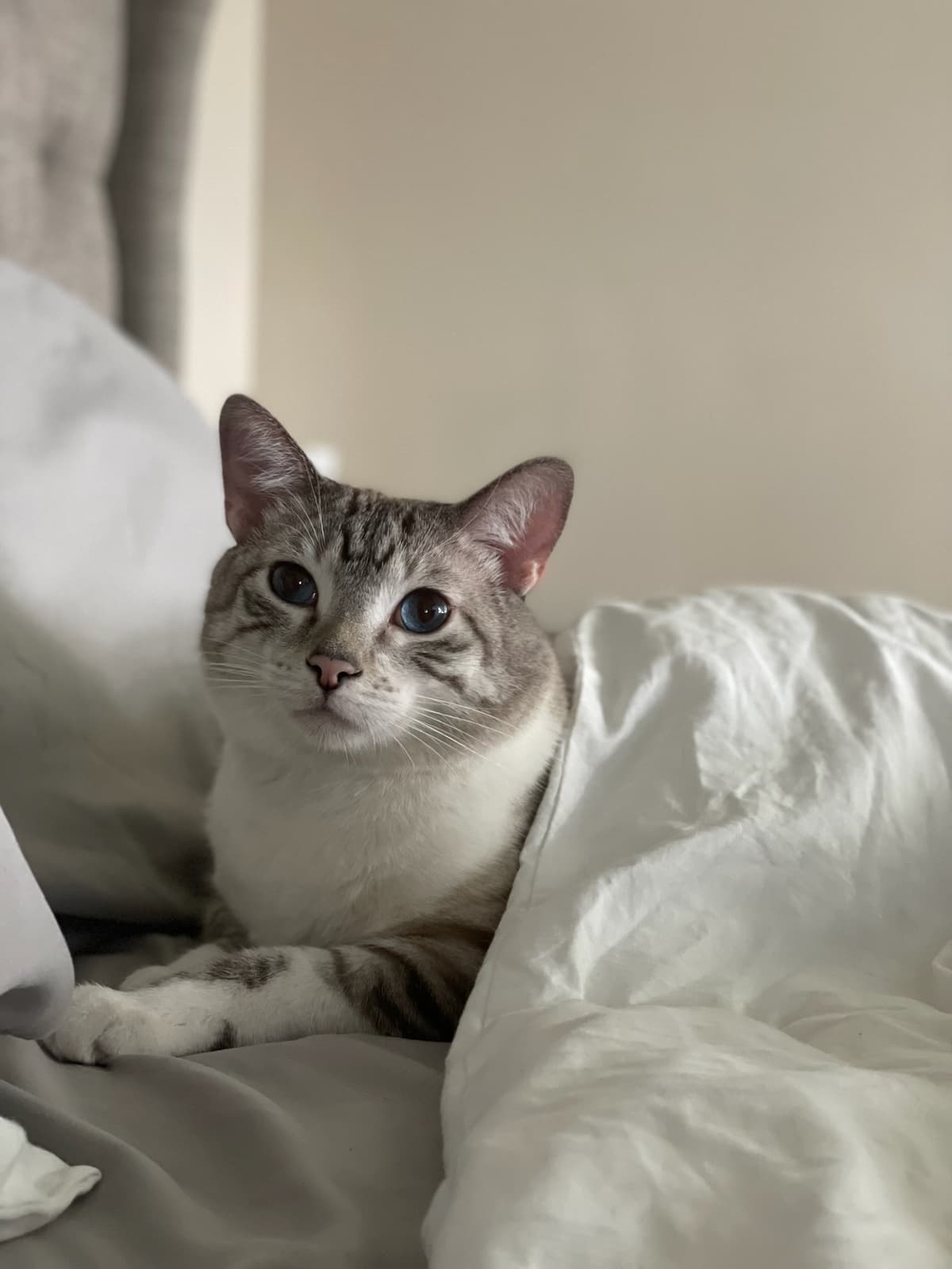 Blue-eyed cat nestled in bed
