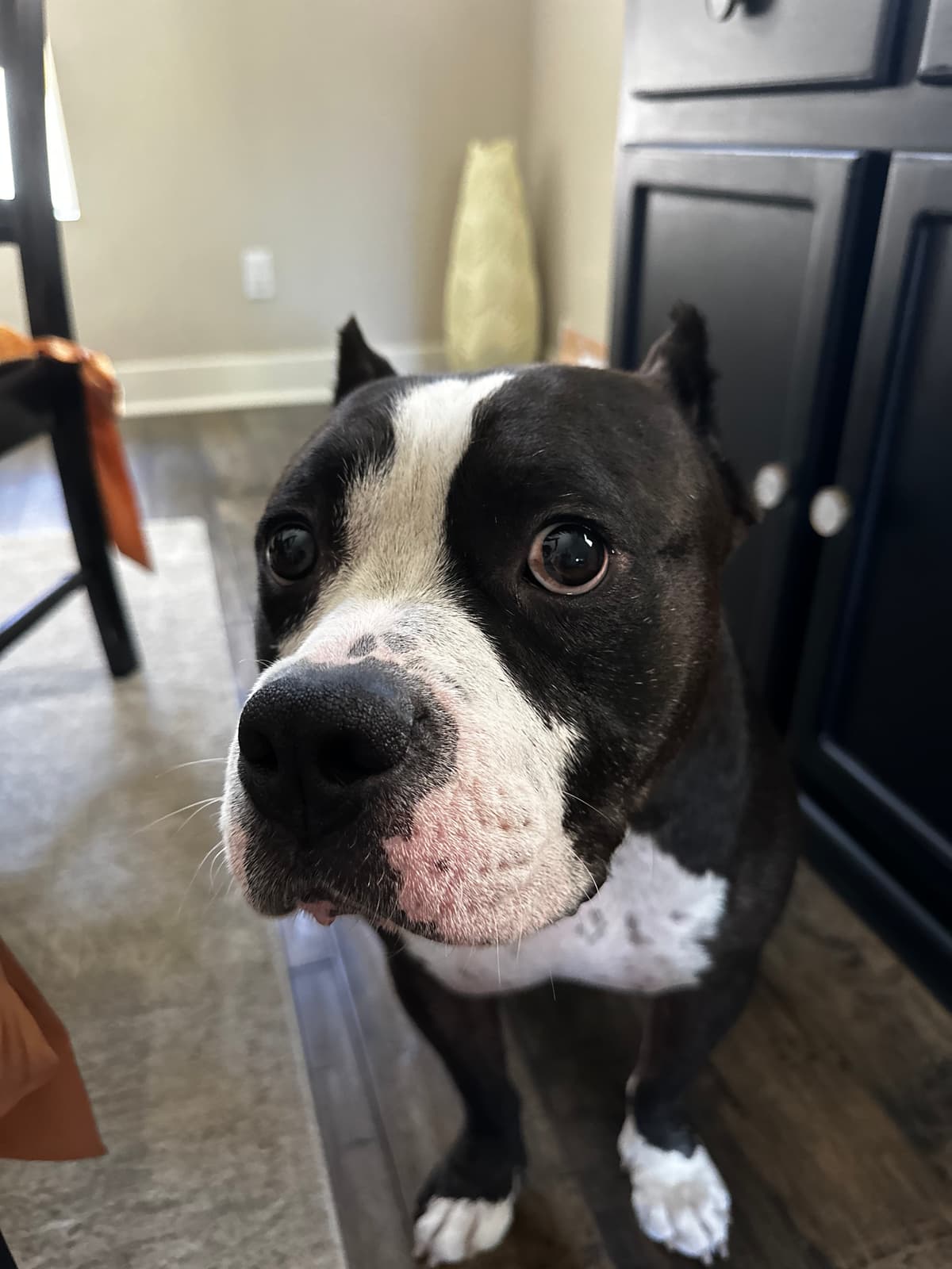 Boston Terrier closeup looking at camera