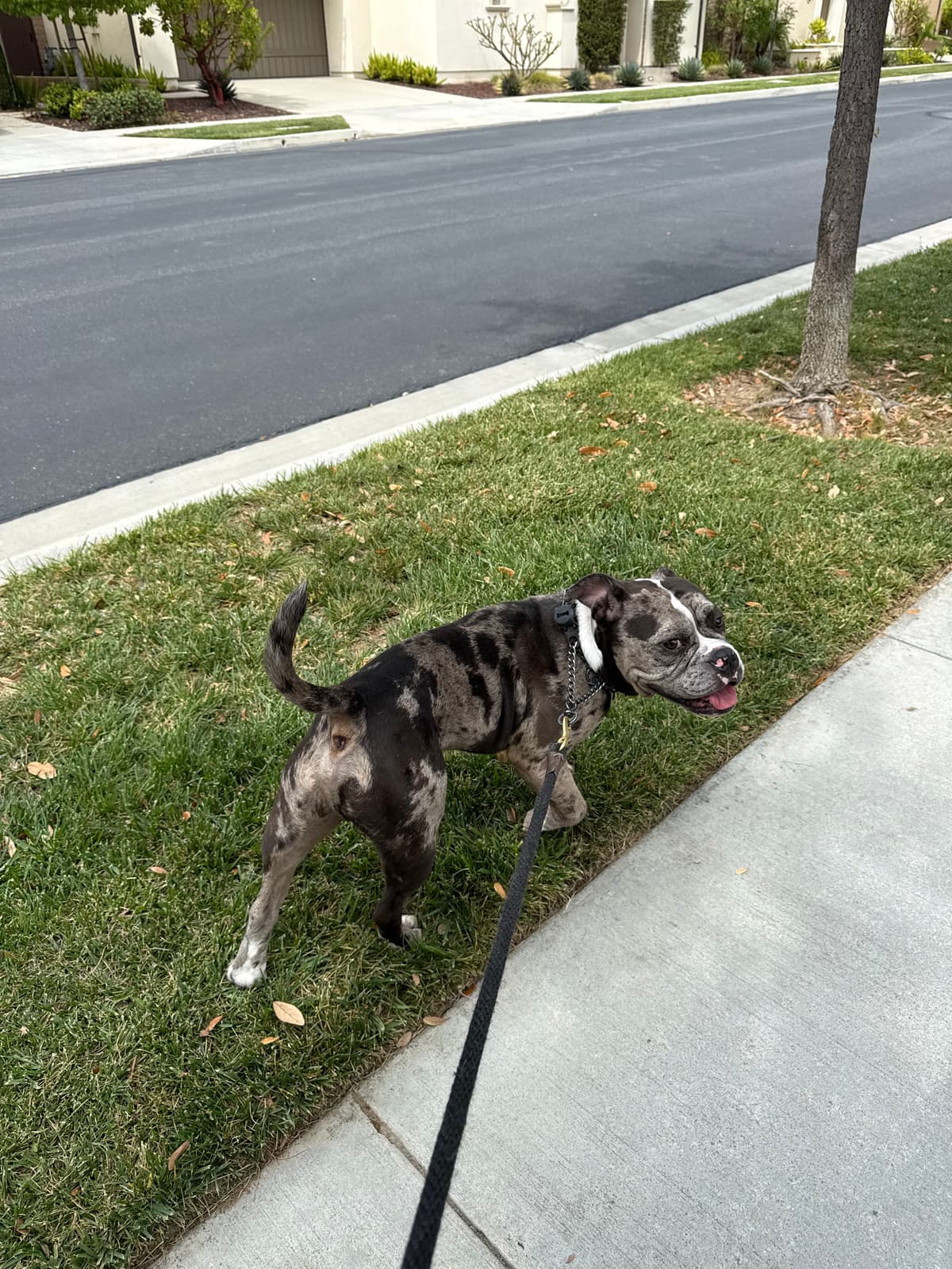 Brindle dog resting on the grass