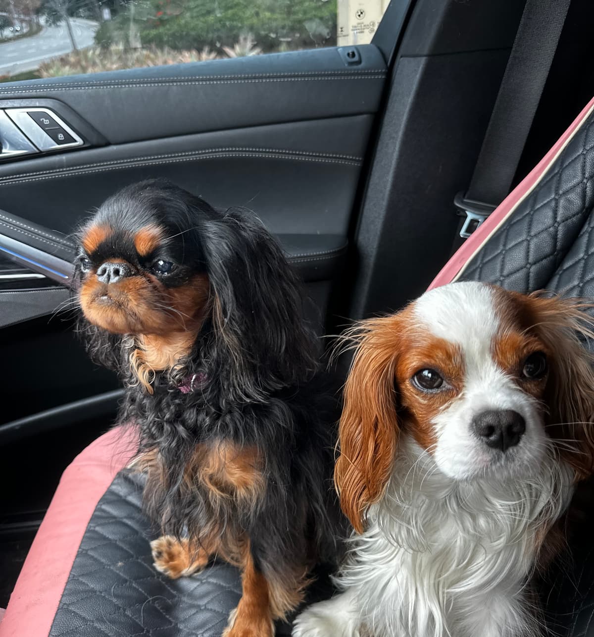Two Cavalier King Charles in the car