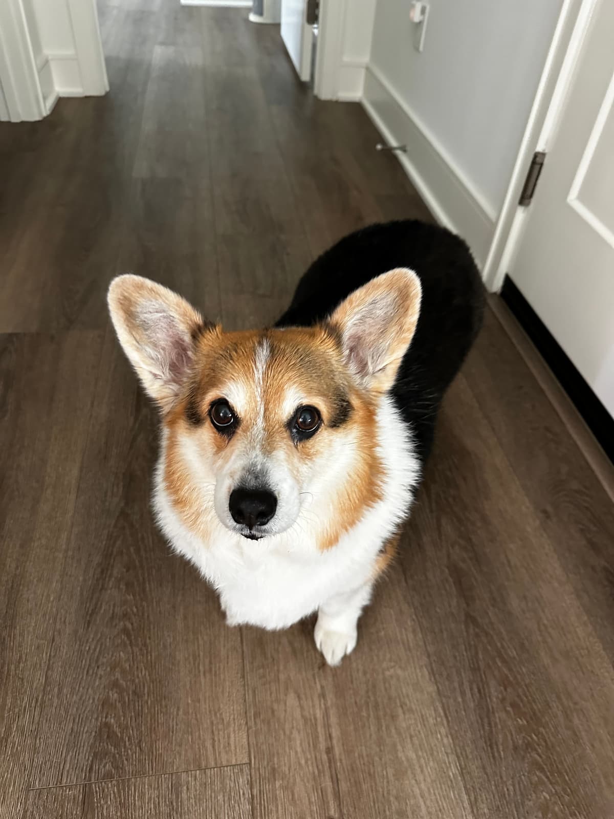 Corgi looking up adorably