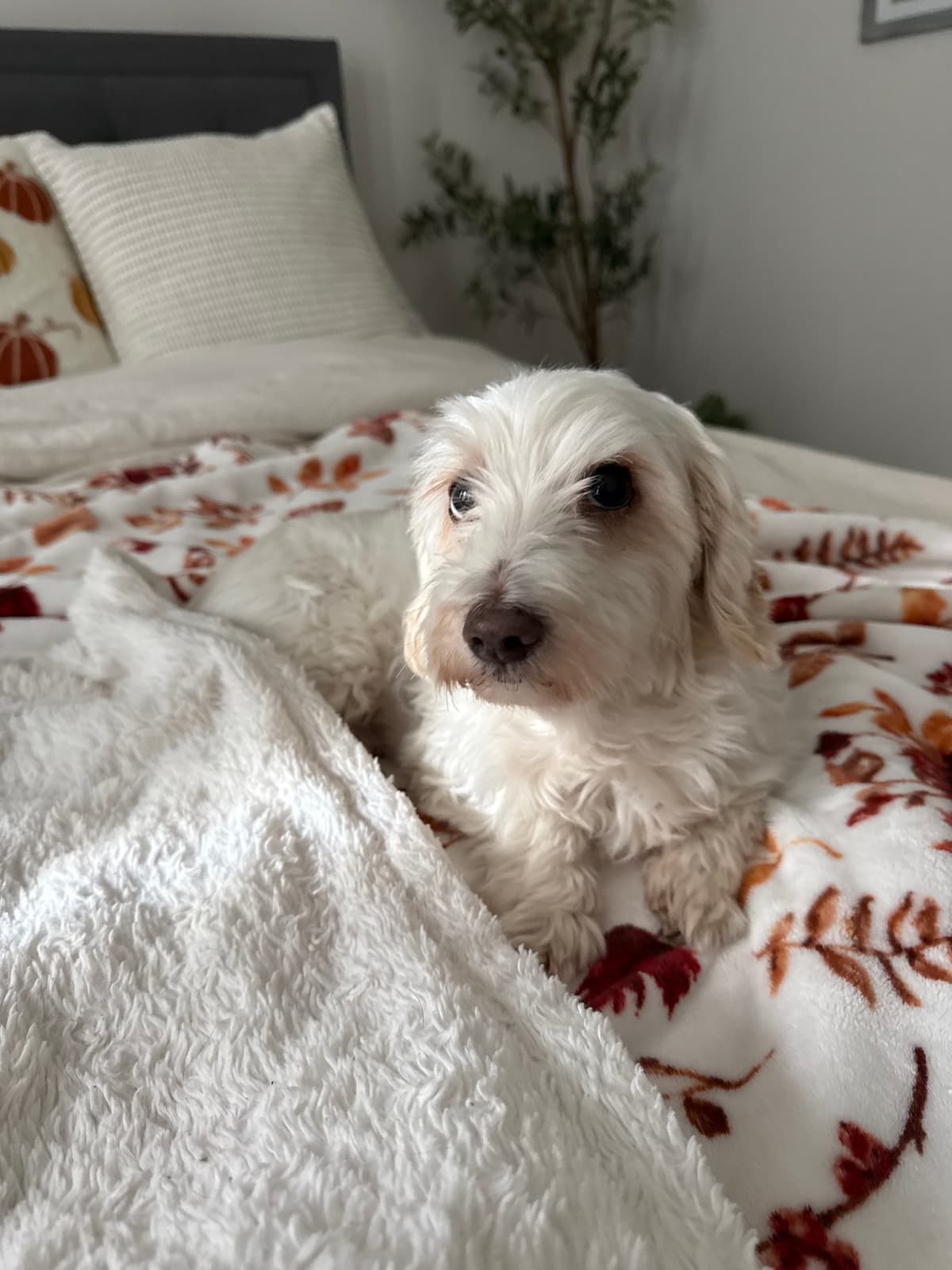 Cozy dog snuggled in a blanket