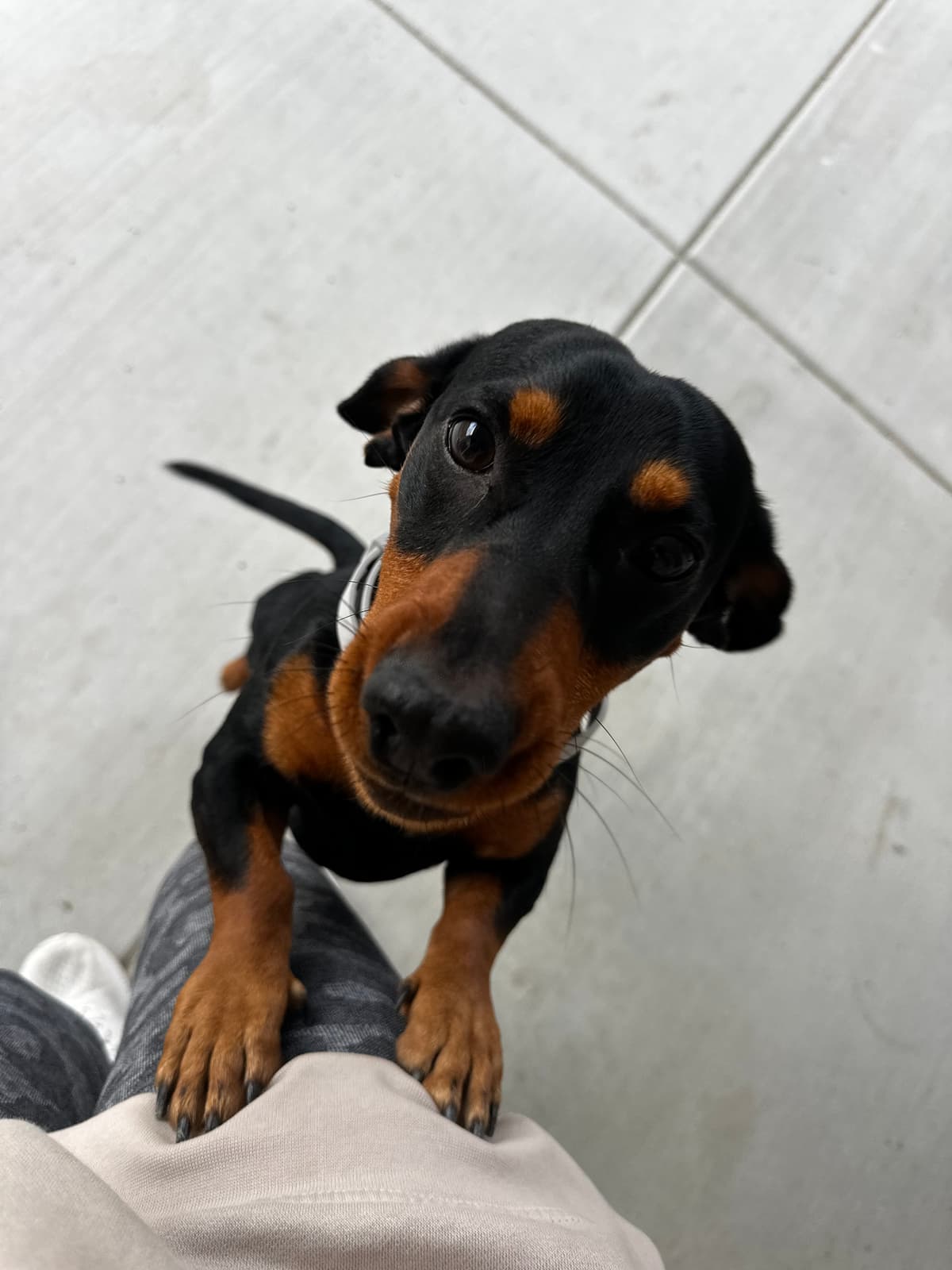 Dachshund puppy looking up
