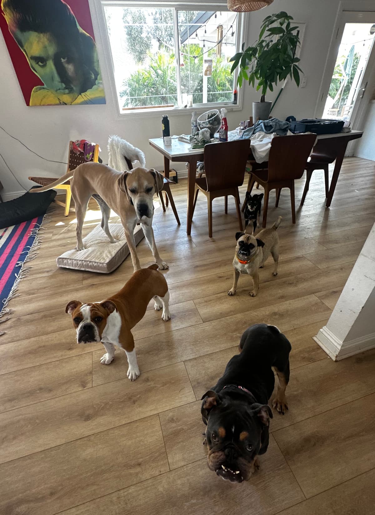 Group of dogs hanging out at daycare