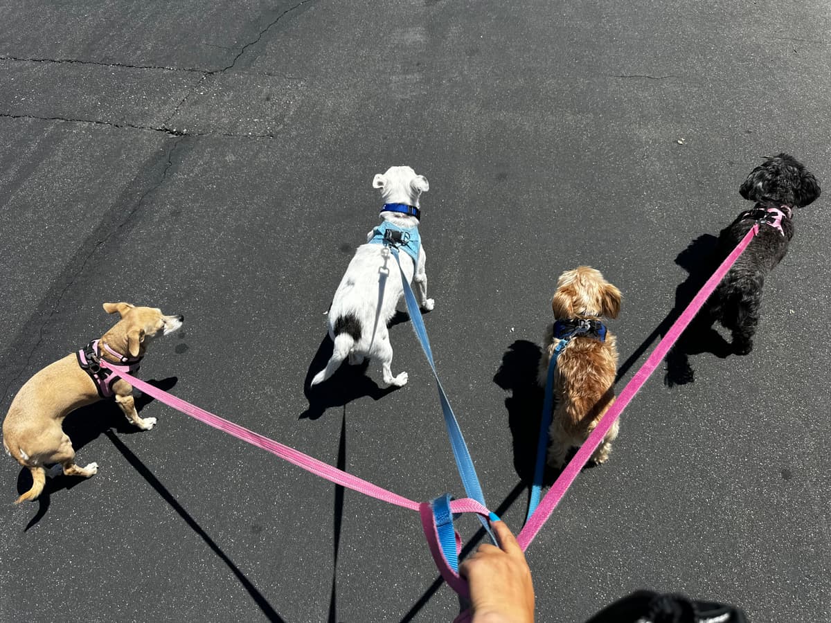 Four dogs on a group walk