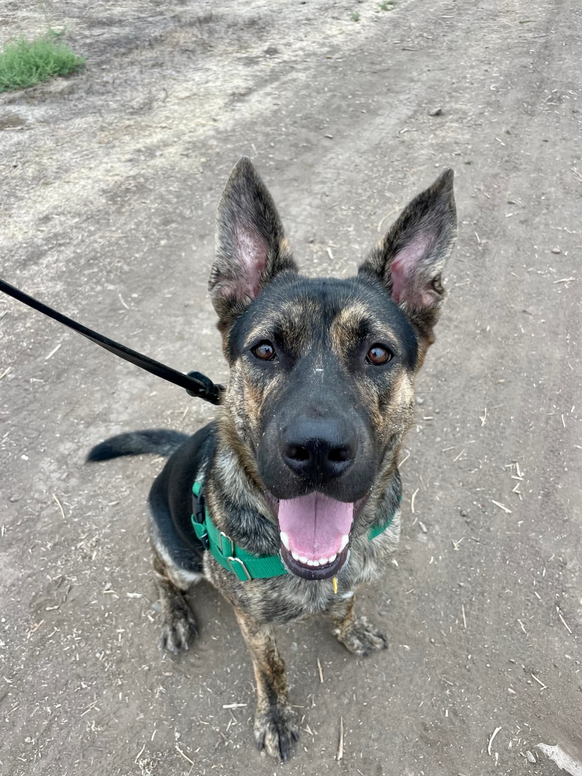 German Shepherd smiling on a dirt trail