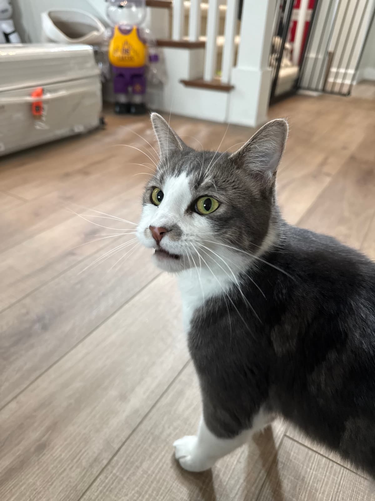 Gray and white cat at home
