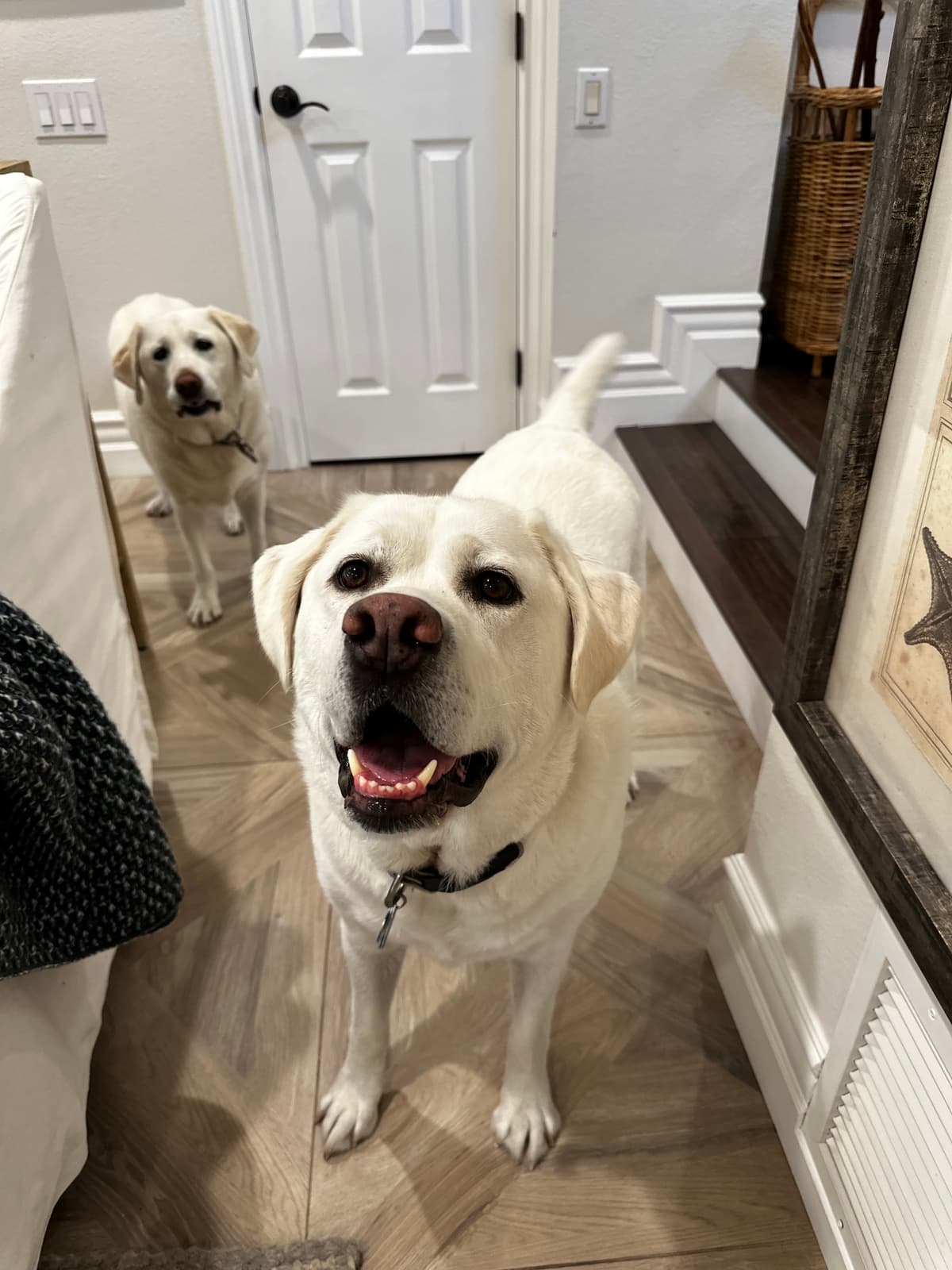 Happy Labs greeting at home