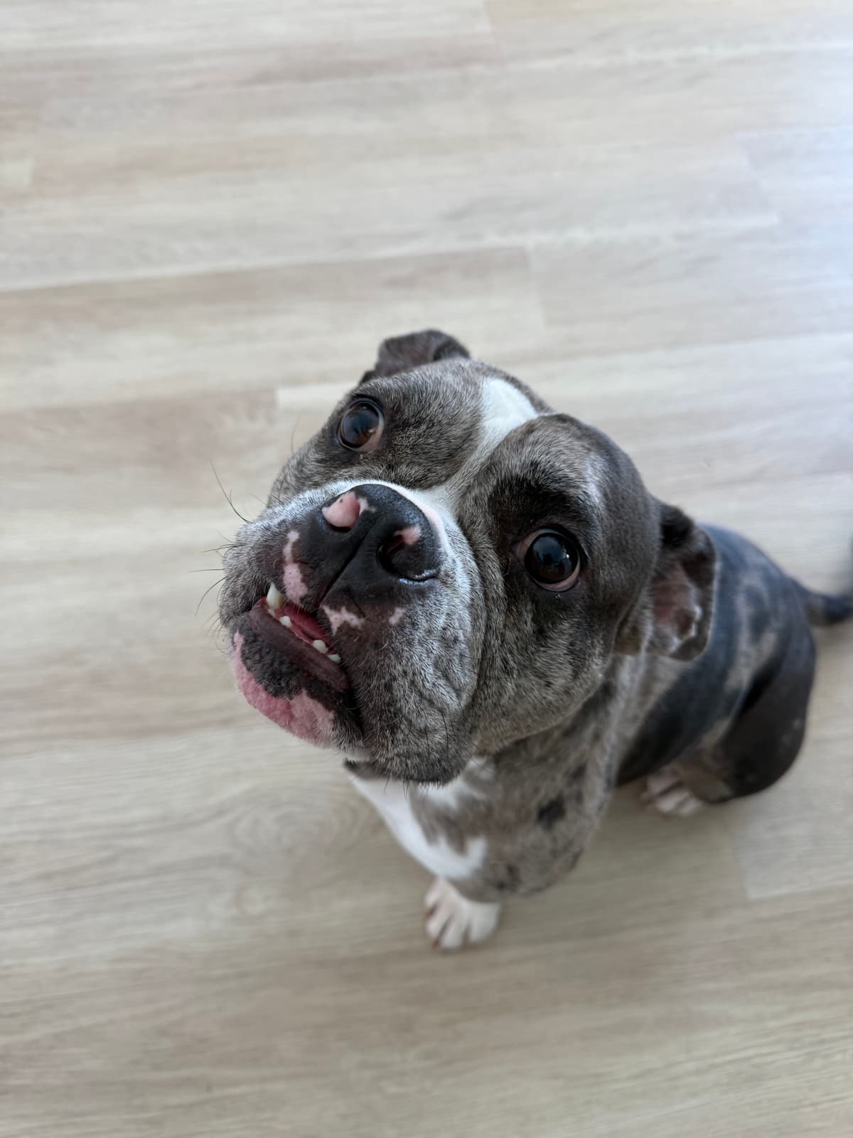 Happy pitbull smiling indoors