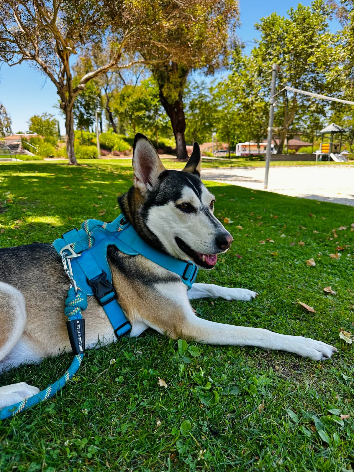 Husky resting at the park