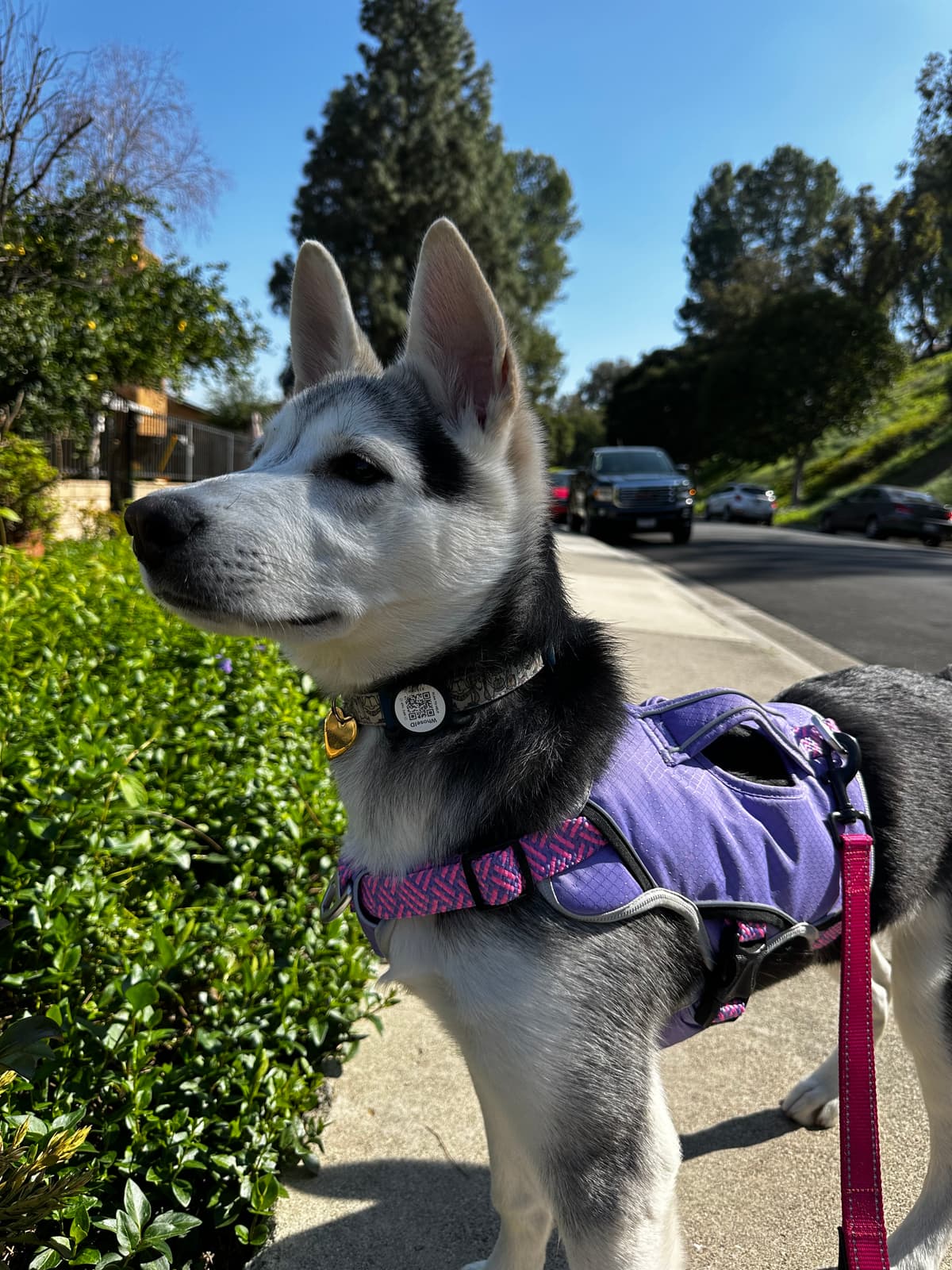 Husky in purple harness on a walk