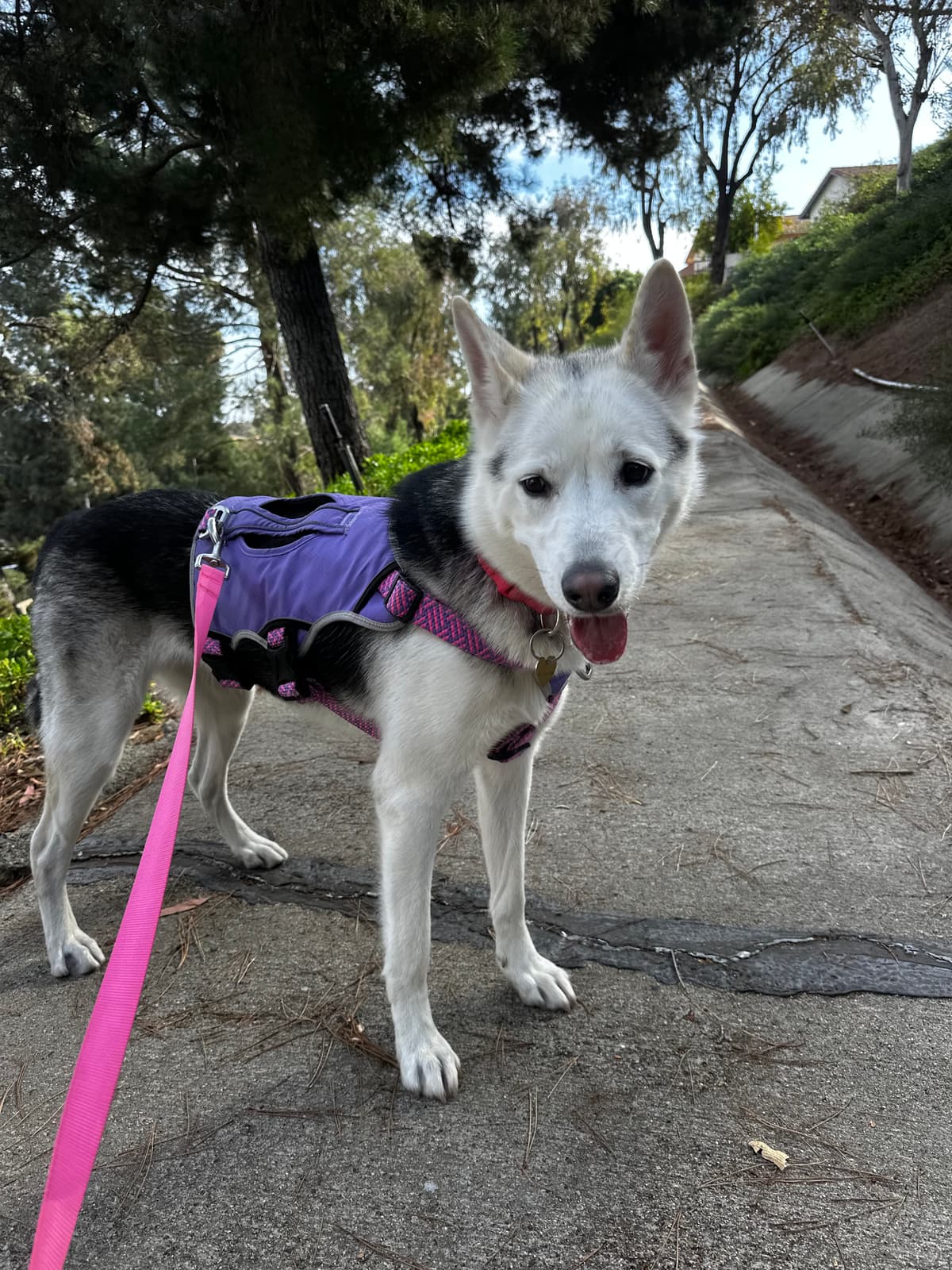 Husky mix in purple vest on a trail
