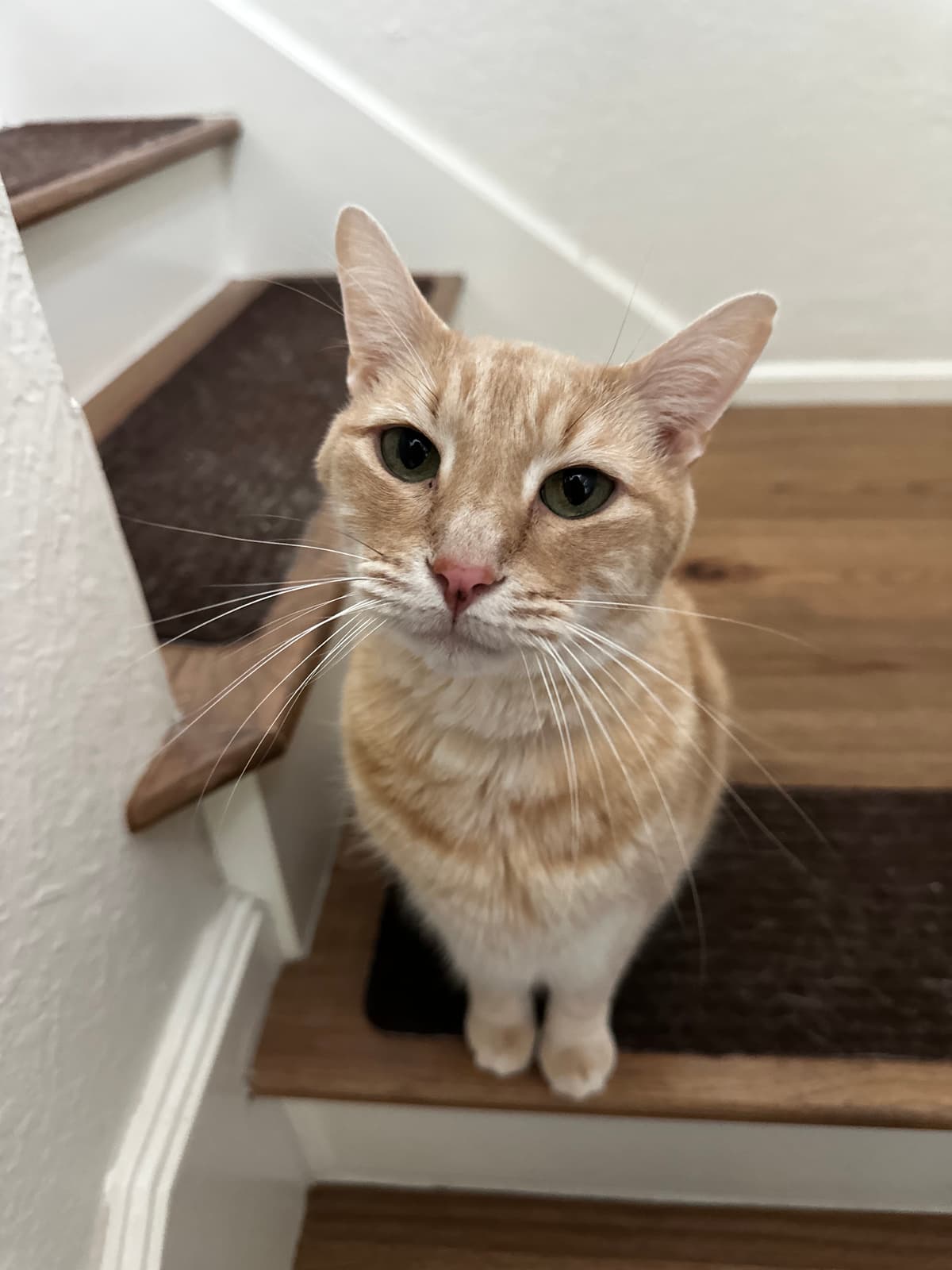 Orange tabby cat on a cat tree