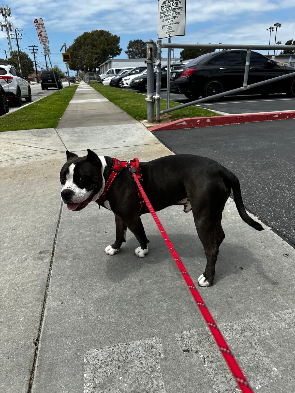 Pitbull on red leash walking