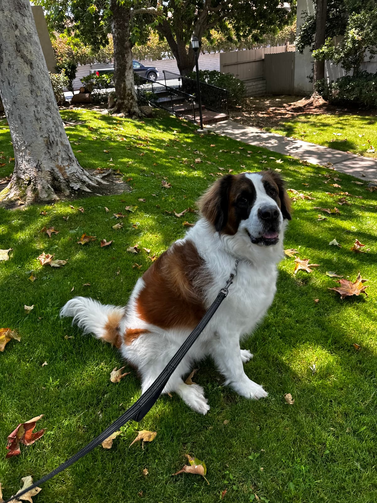 Saint Bernard on a leafy walk