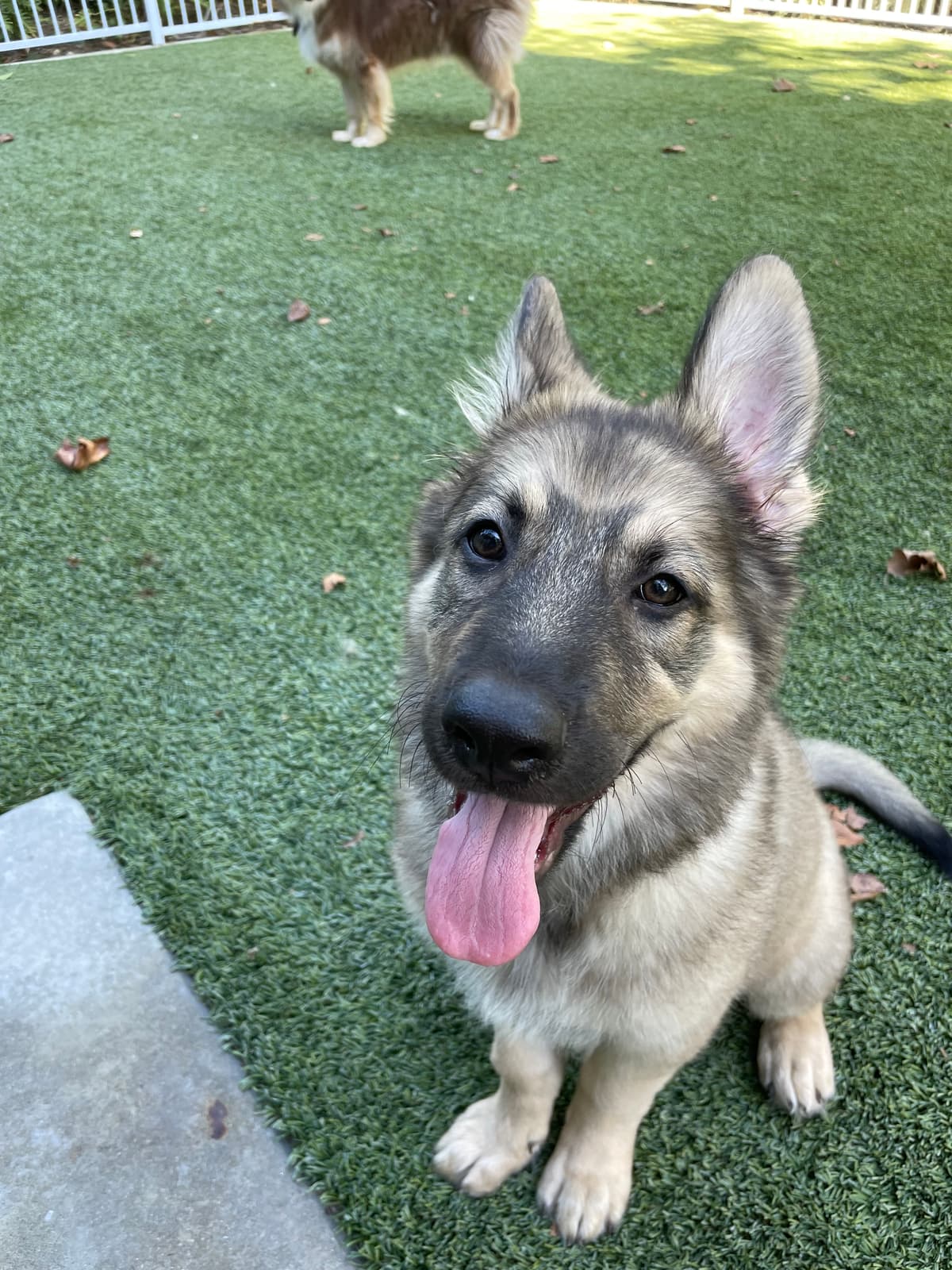 Shepherd puppy playing on turf