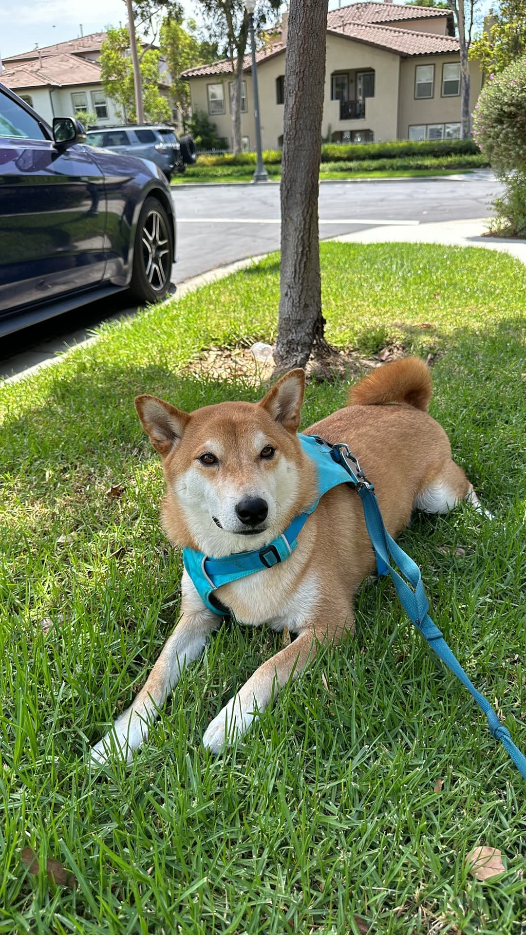 Shiba Inu relaxing on the grass
