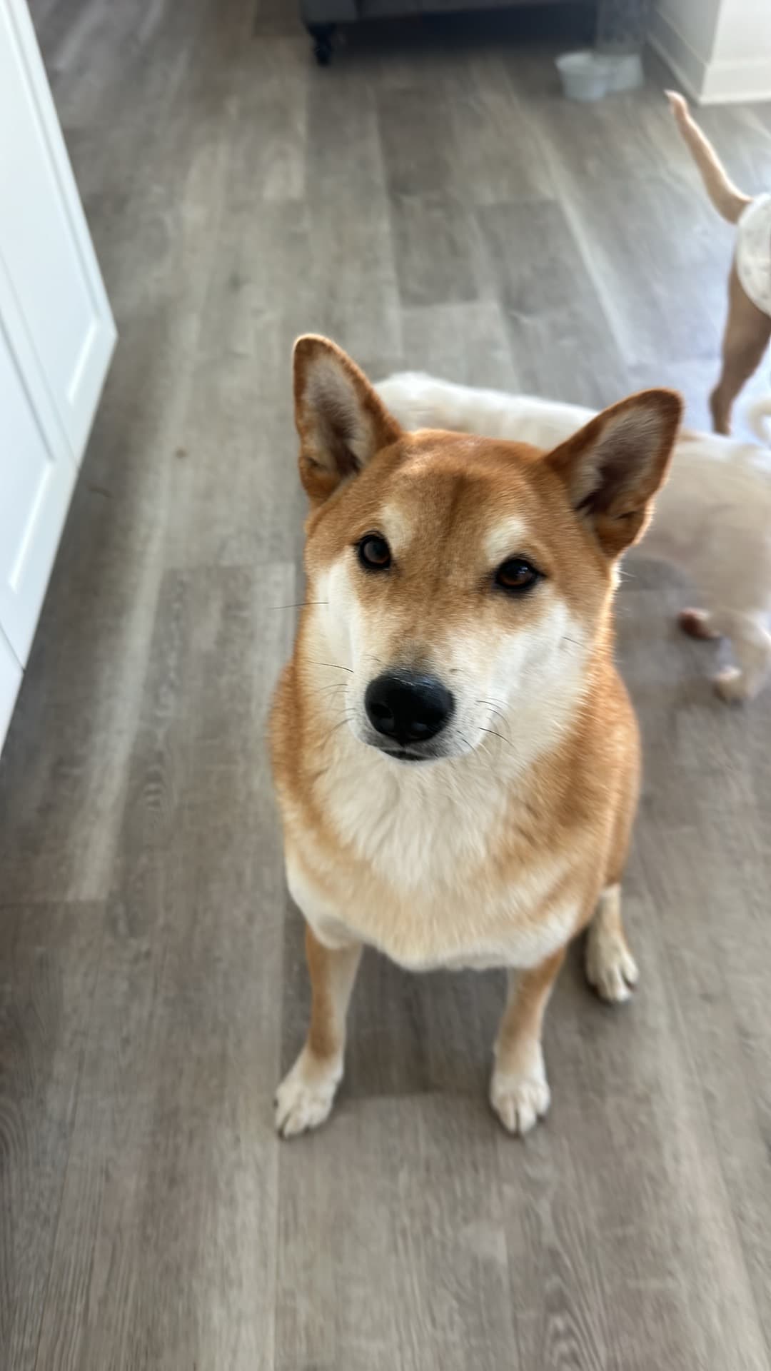 Shiba Inu sitting indoors