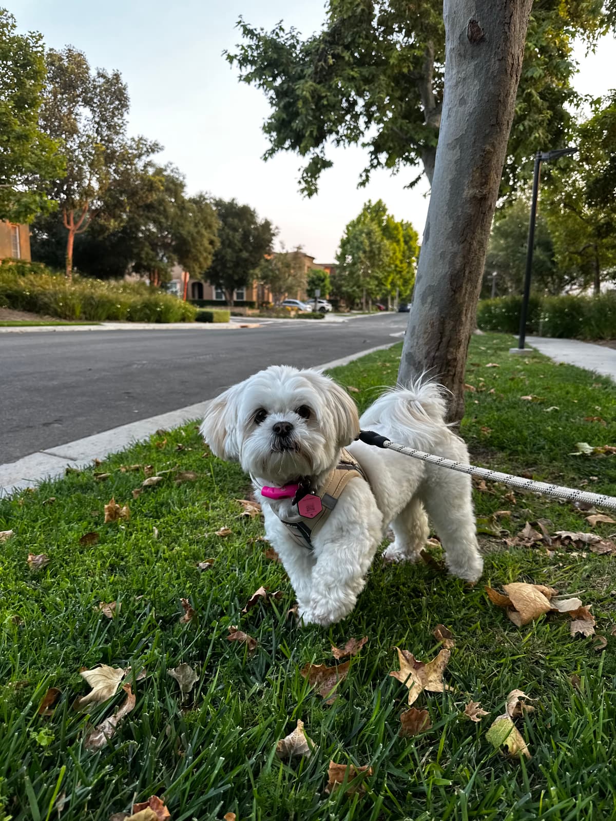 Shih Tzu on a neighborhood walk