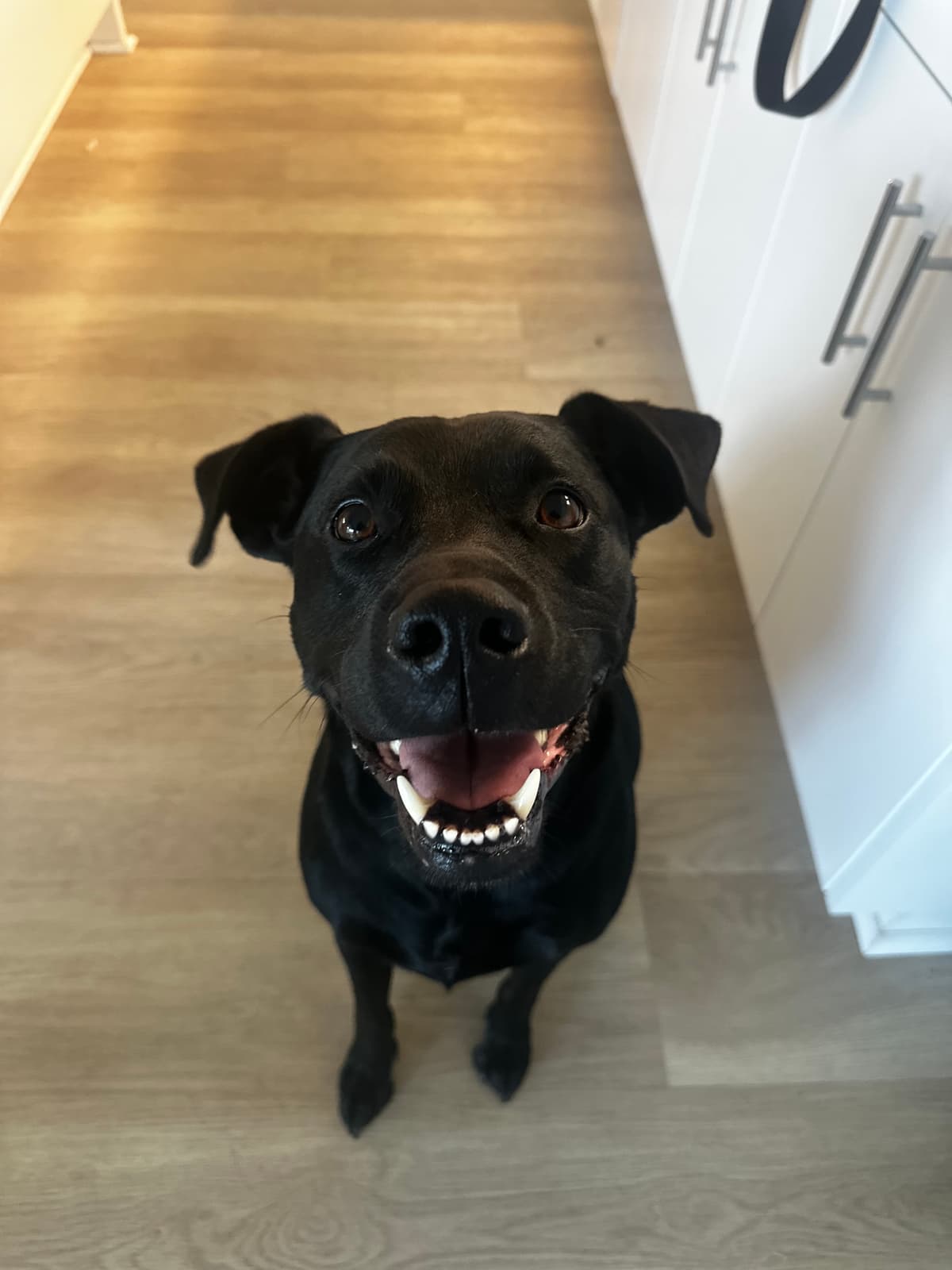 Smiling black dog indoors