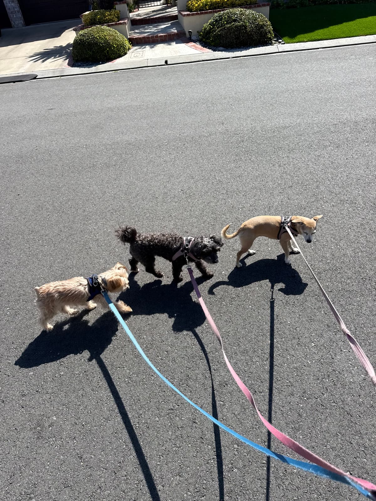 Three dogs on a group walk