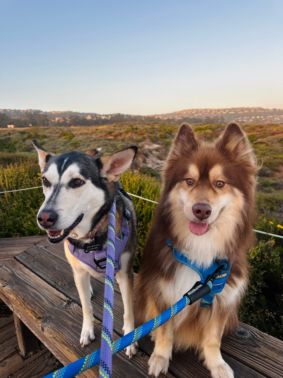 Two dogs on a scenic sunset trail