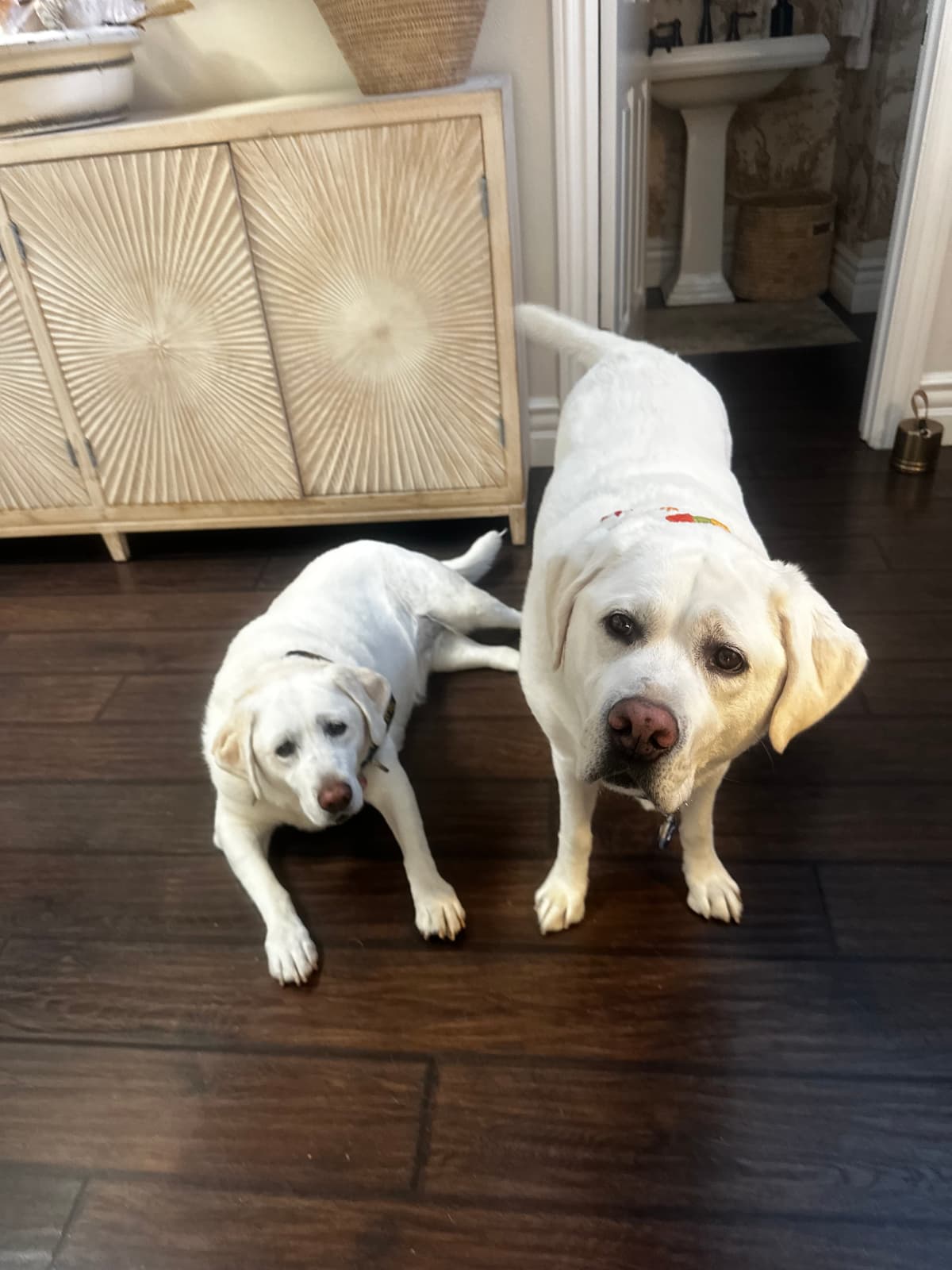 Two Labs looking up indoors