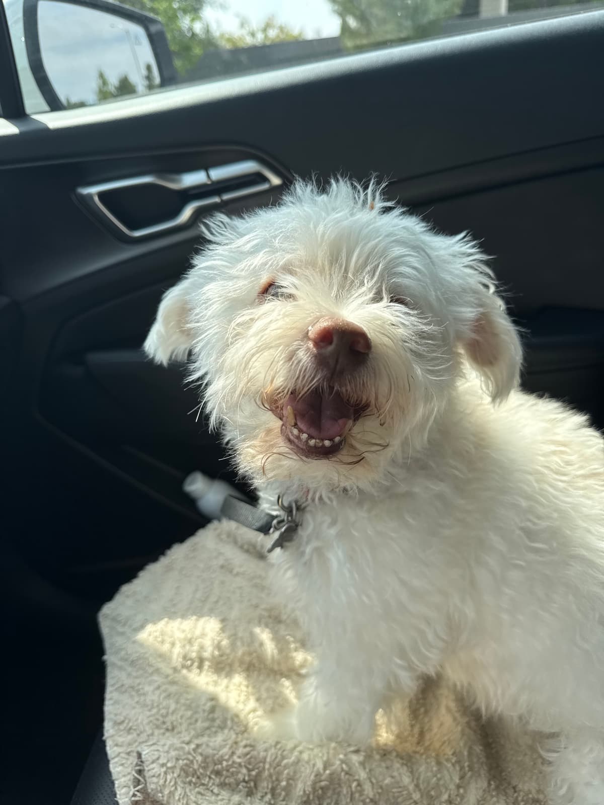 White poodle riding in the car