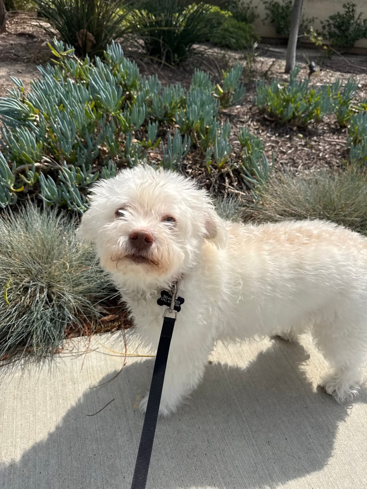 White poodle on a walk