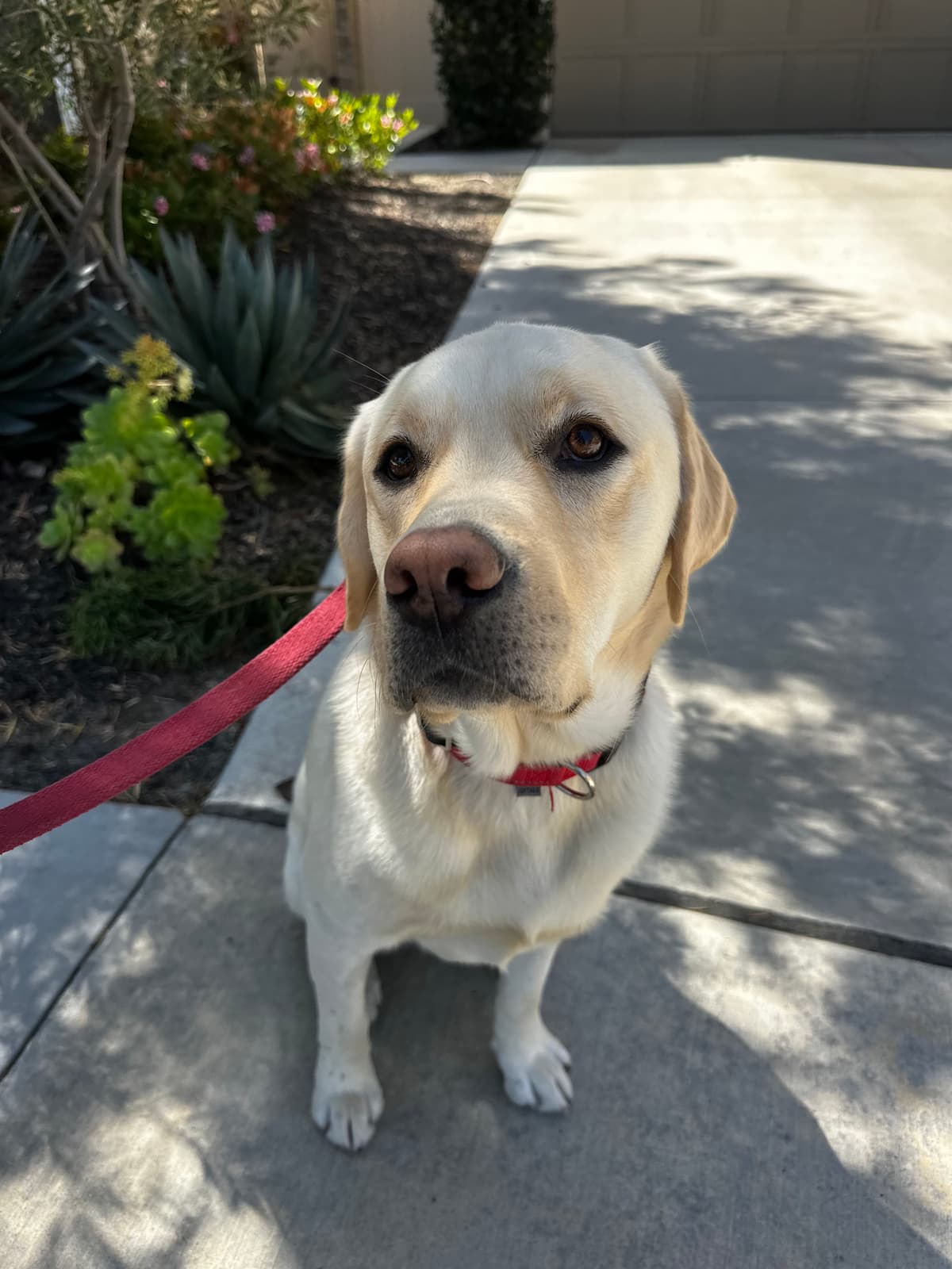 Yellow Lab looking up on a walk